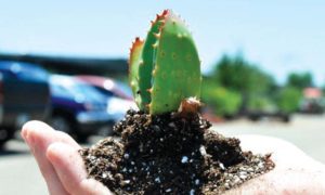 A baby cactus and dirt in the palm of someone's hand