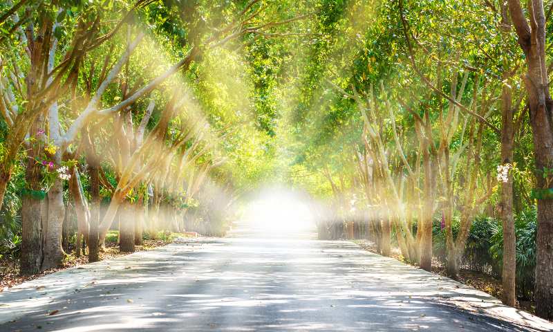 tree lined road, sun beaming at the end
