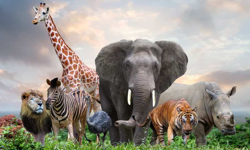 Group of wild kingdom animals.