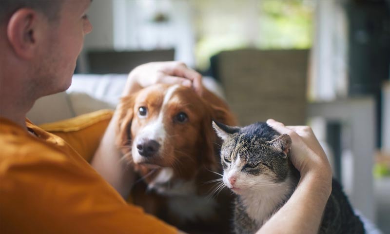 Pet owner petting his dog and cat