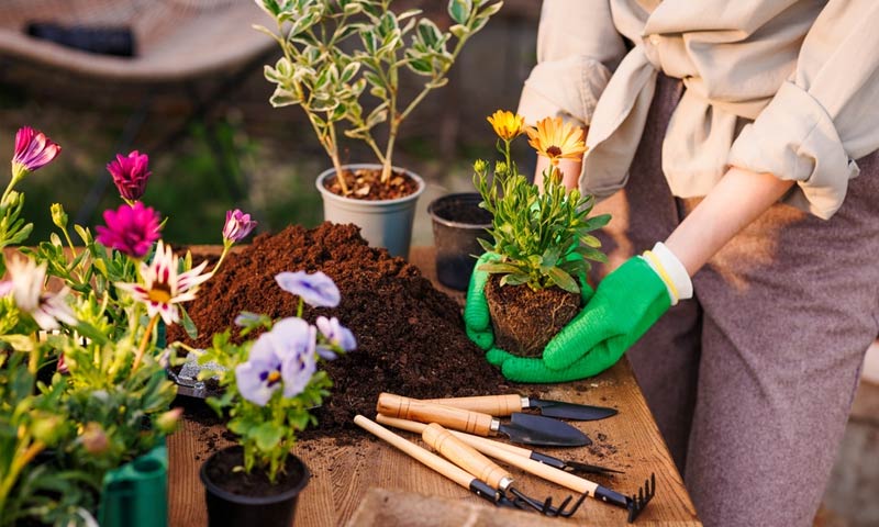 repotting some flowers on a gardening table