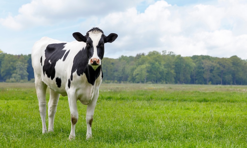 From Dairy Farms to $50K Months: How Two Farmers Built a Thriving Coffee Side Hustle