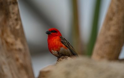 Angry Birds Was Rovio’s 52nd Game