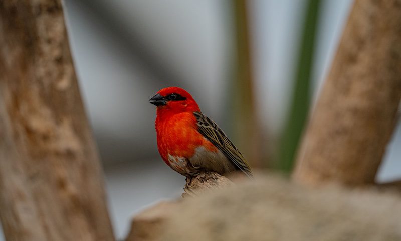 Angry Birds Was Rovio’s 52nd Game
